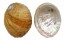 HALIOTIDAE HALIOTIS ASSIMILIS shell