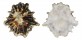 PATELLIDAE PATELLA LONGICOSTA shell