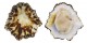 PATELLIDAE PATELLA LONGICOSTA shell