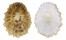 PATELLIDAE PATELLA BARBARA shell