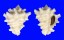 TURBINELLIDAE VASUM TURBINELLUM shell