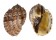HARPIDAE HARPA MAJOR shell