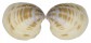 VENERIDAE DOSINIA CONTUSA shell