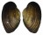 FRESHWATER ANODONTITES TRAPESIALIS shell