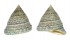 TROCHIDAE TROCHUS MACULATUS shell