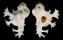 MURICIDAE HOMALOCANTHA ANATOMICA PELE shell