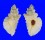 MURICIDAE PTERYNOTUS TRIPTERUS shell