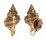 MURICIDAE HEXAPLEX TRUNCULUS shell