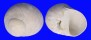 FOSSIL POLINICES CAROLINIANA shell