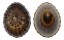 NACELLIDAE NACELLA MAGELLANICA shell