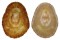 NACELLIDAE CELLANA cf. GRATA shell