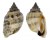 STROMBIDAE STROMBUS URCEUS shell