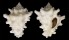 TURBINELLIDAE VASUM TURBINELLUM shell