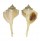 MURICIDAE BOLINUS BRANDARIS shell
