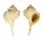 MURICIDAE BOLINUS BRANDARIS shell