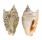 STROMBIDAE STROMBUS AURISDIANAE shell