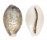 CYPRAEIDAE CYPRAEA VITELLUS shell