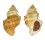 MURICIDAE NUCELLA LAMELLOSA shell