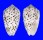 CONIDAE CONUS PULICARIUS shell