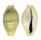CYPRAEIDAE MONETARIA MONETA ROSTRATE shell