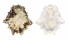 PATELLIDAE PATELLA LONGICOSTA shell