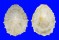 PATELLIDAE PATELLA BARBARA shell