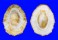 PATELLIDAE PATELLA BARBARA shell