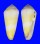 CONIDAE CONUS TEREBRA shell
