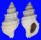 MURICIDAE NUCELLA LAMELLOSA shell
