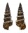 CERITHIIDAE CERITHIUM LIFUENSE shell