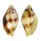 MITRIDAE NEBULARIA COARCTATA shell