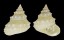 TROCHIDAE LISCHKEIA UNDOSA shell