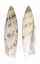 SERAPHSIDAE TEREBELLUM TEREBELLUM PUNCTULORUM shell