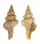 FASCIOLARIIDAE LATIRUS RECURVIROSTRATUM shell