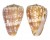 CONIDAE CONUS VENULATUS shell