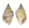 STROMBIDAE STROMBUS URCEUS shell