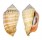 STROMBIDAE STROMBUS LUHUANUS shell