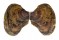 ISOGNOMONIDAE ISOGNOMON EPHIPPIUM shell