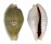 CYPRAEIDAE EROSARIA MILIARIS MILIARIS shell