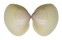 MACTRIDAE MACTRA STULTORUM shell