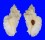 MURICIDAE PTERYNOTUS TRIPTERUS shell