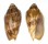 VOLUTIDAE CYMBIOLA VESPERTILIO shell