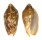 VOLUTIDAE CYMBIOLA VESPERTILIO shell