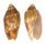 VOLUTIDAE CYMBIOLA VESPERTILIO shell