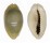 CYPRAEIDAE MONETARIA ANNULUS ROSTRATE shell