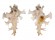 MURICIDAE HOMALOCANTHA ZAMBOI shell