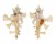MURICIDAE HOMALOCANTHA ZAMBOI shell