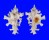 MURICIDAE HOMALOCANTHA ZAMBOI shell