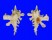 MURICIDAE HOMALOCANTHA ZAMBOI shell