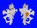 MURICIDAE HOMALOCANTHA ZAMBOI shell